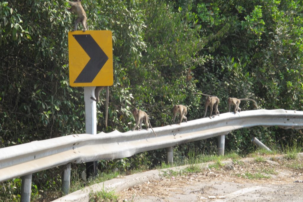 Bando de macacos a beira da estrada.