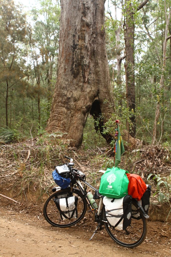 Eucalipto nativo  em um dos parques nacional australiano.