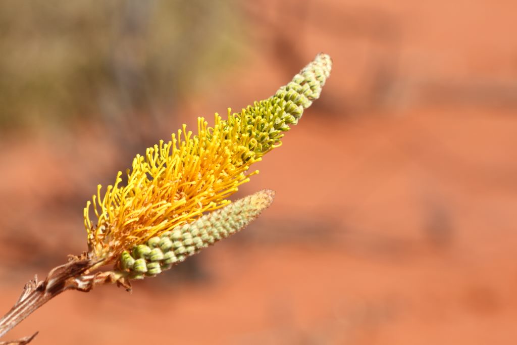 Flora do semi-[arido australiano.