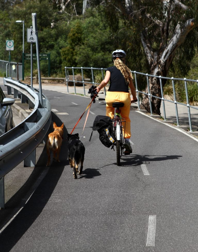 Ciclista usando a ciclofaixa para passear com os cachorros.