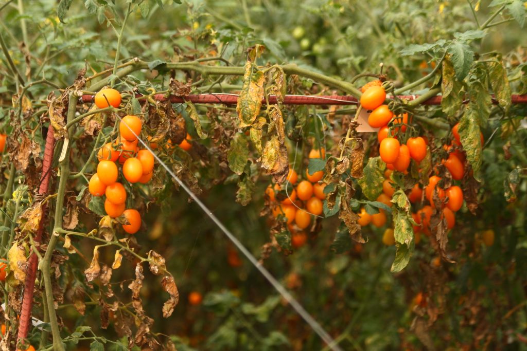 Plantação de tomates - Taiwan