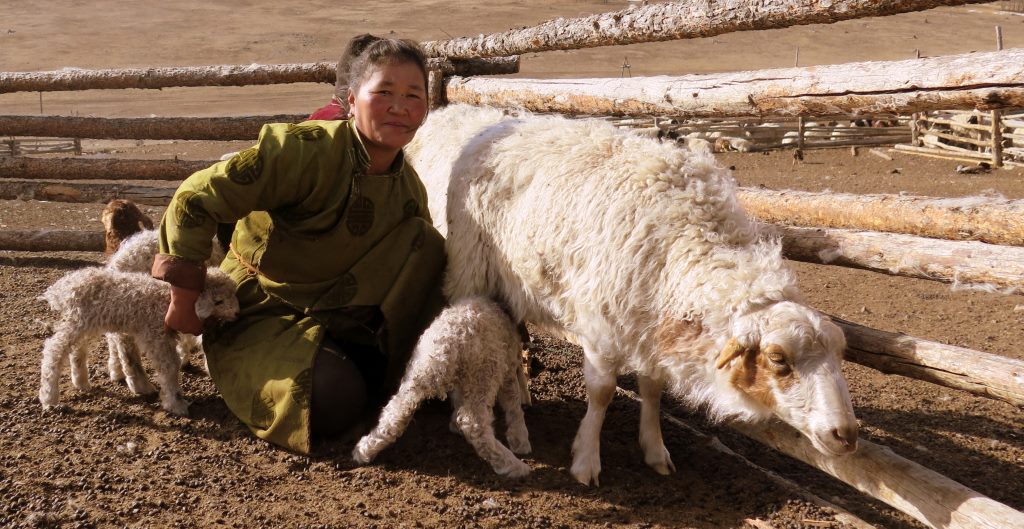 Mulher Mongol cuidando do seu rebanho. Mongólia