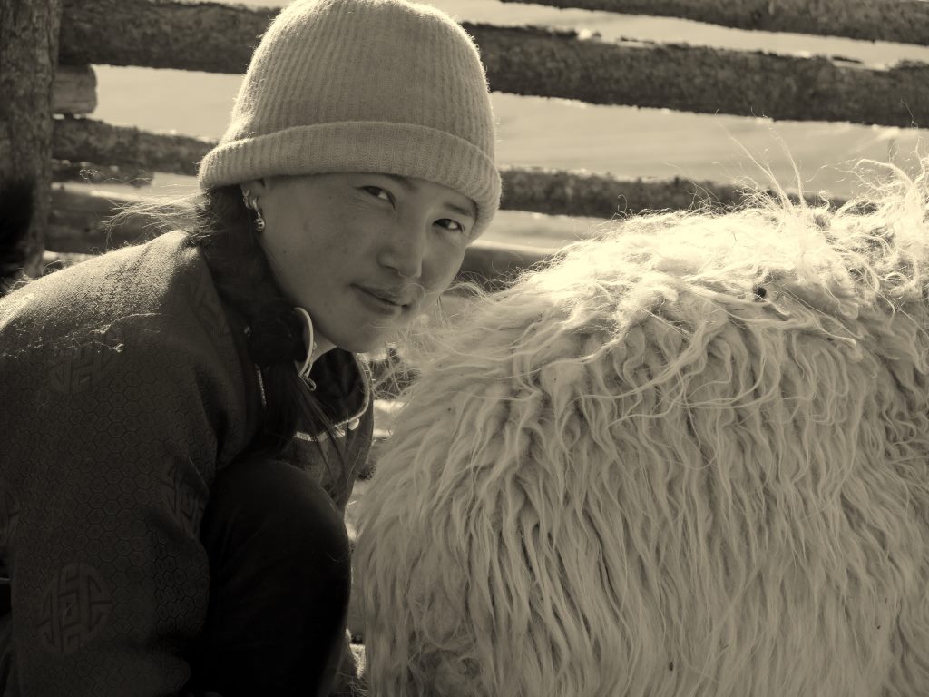 Mulher na lida com os animais. Mongólia