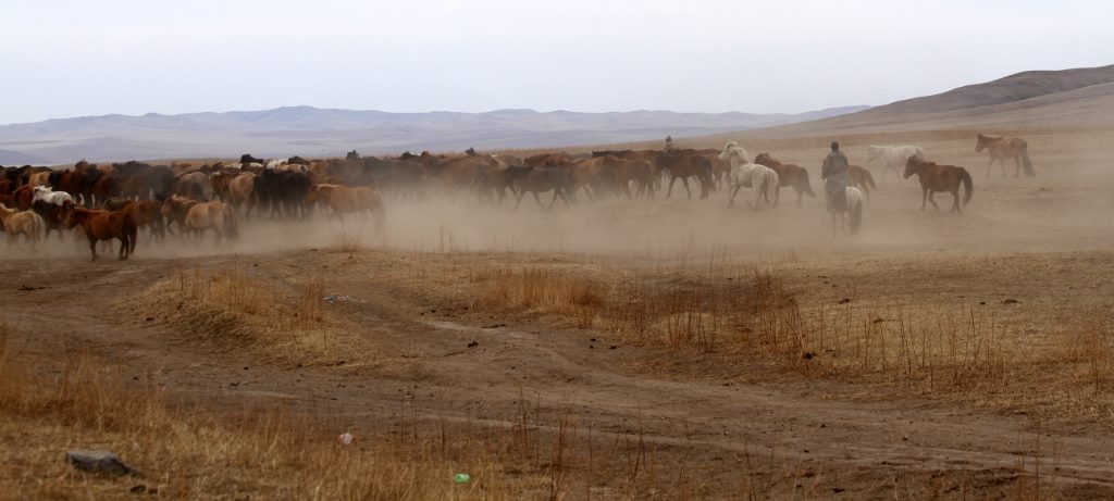 Cerca de 30% da população da Mongólia é formada por nômades ou semi-nômades que vivem procurando água e pastagem para os rebanhos de gado, cabras, ovelhas e cavalos. Mongólia