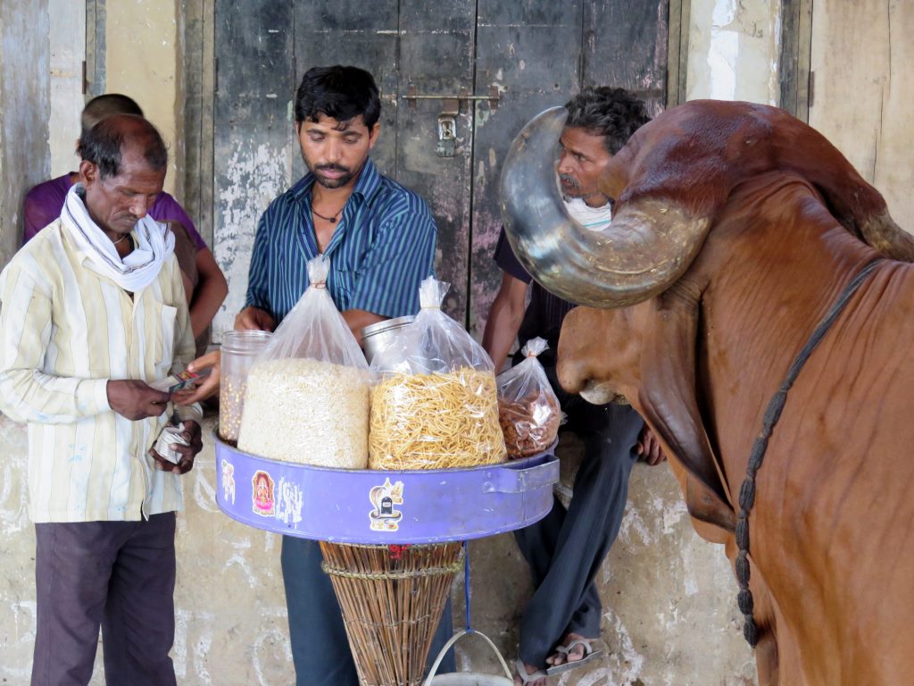 Vaca querendo comprar salgadinho fiado. Varanasi, Índia