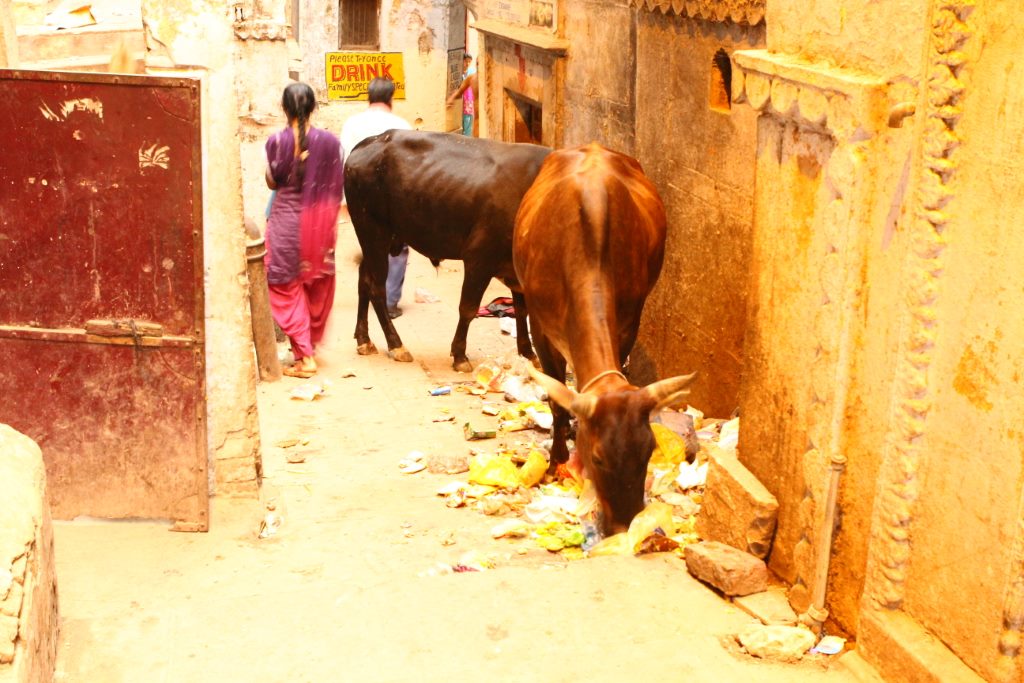 Vacas varrendo os lixos como cachorros nas ruelas de varanasi, Índia. 