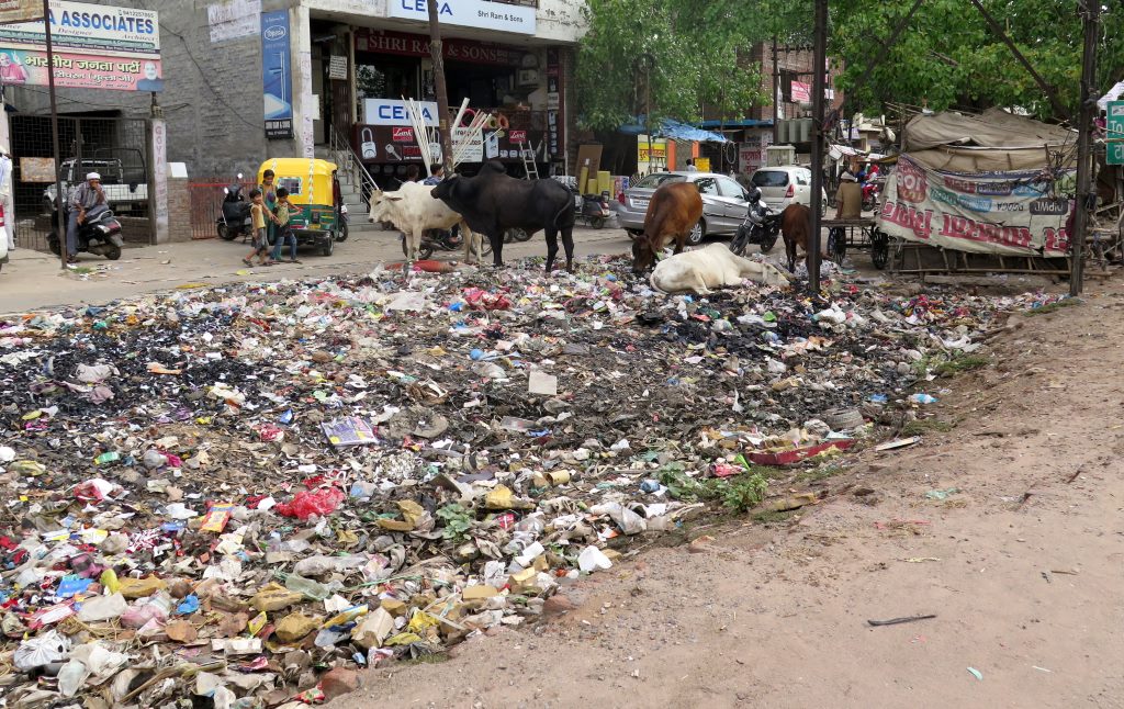 Lixo serve de pasto para as vacas entre a estrada e o comércio. Uttar Pradesh - Índia