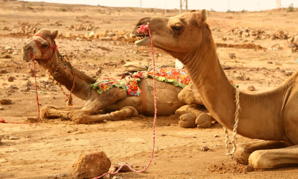 Camelos em Jaisalmer Rajastão, Índia., 
