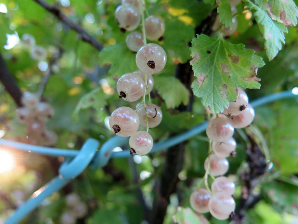 Berries, frutinhas russas. 