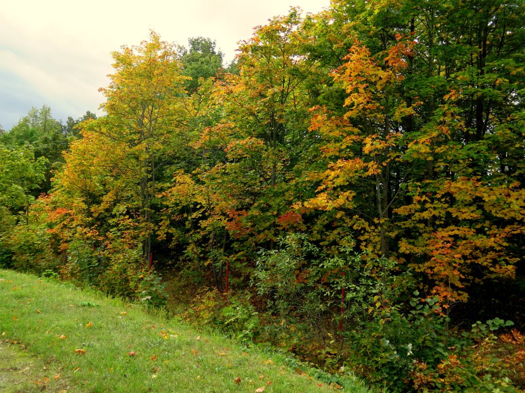 O verde dando lugar ao amarelo. Lindas cores no início de outono na Estônia.