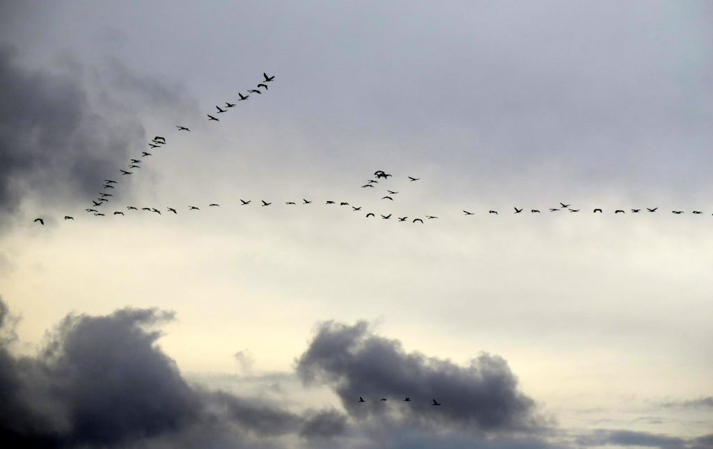 Os patos migrando para o sul indicam a chegada do inverno em breve. É preciso "descer o mundo"! Estônia.